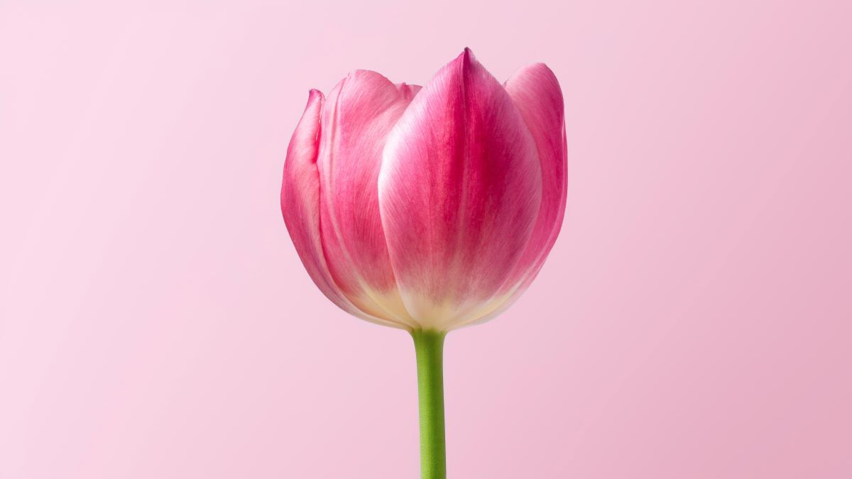 roonz-nl-ATgfRqpFfFI-unsplash